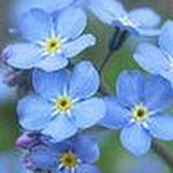 Meet your Posher, Jennifer - Picture 1 of 1